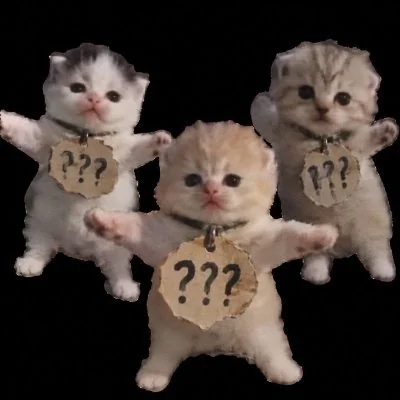 Today's nameless cat wearing a question mark tag